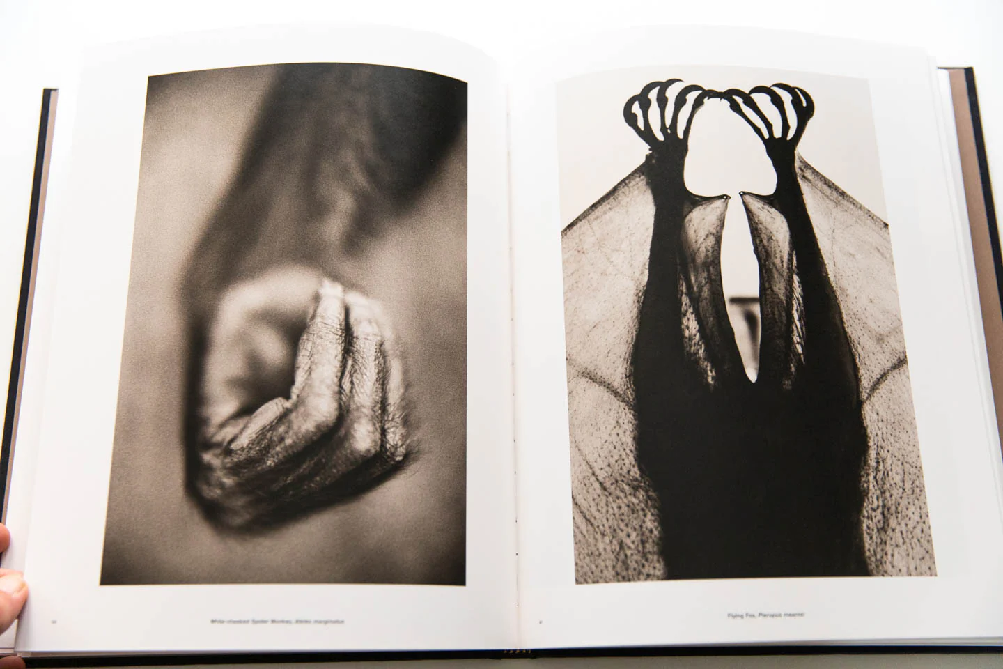 ANIMALIA - Image 6