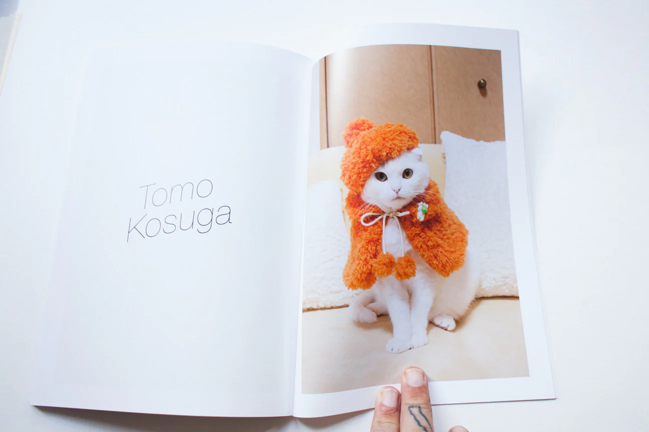 Cat - Image 10