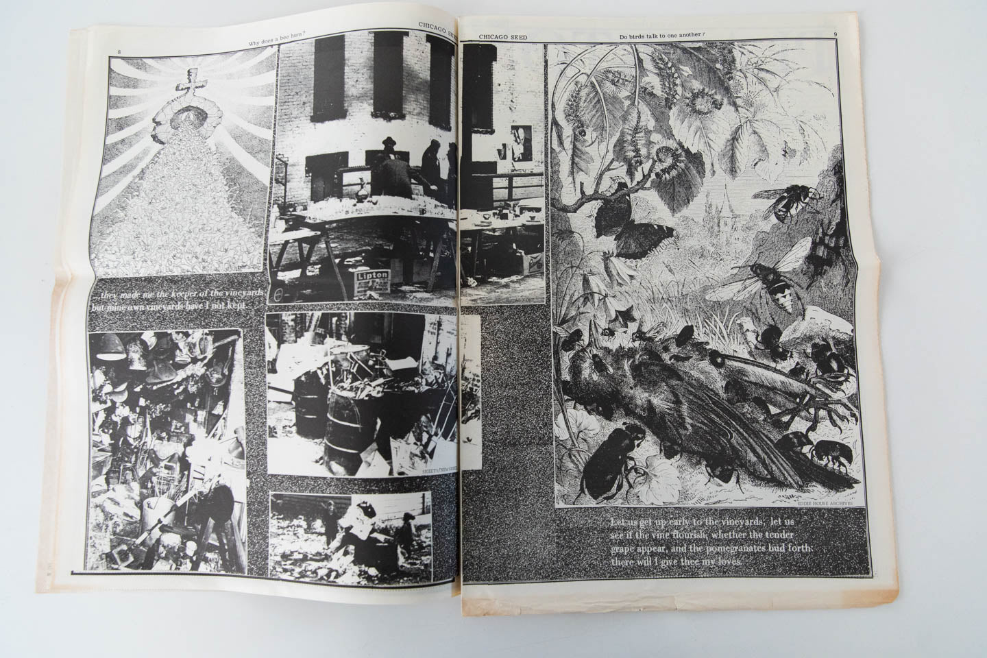CHICAGO SEED | Vol. 3 No. 11 - Image 5