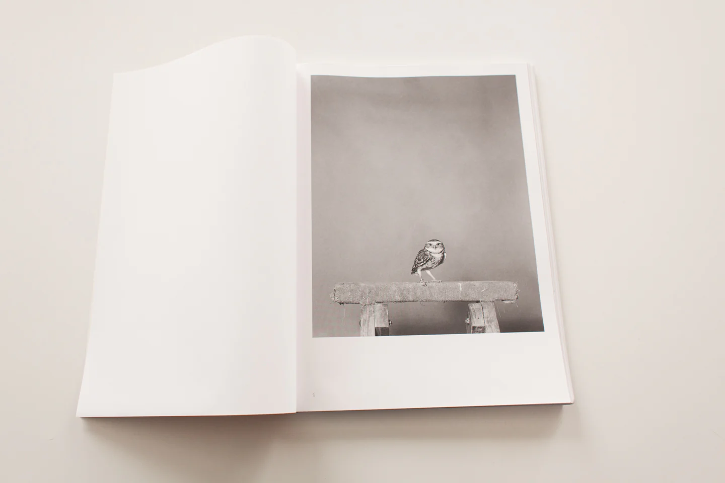 PARLIAMENT OF OWLS - Image 2