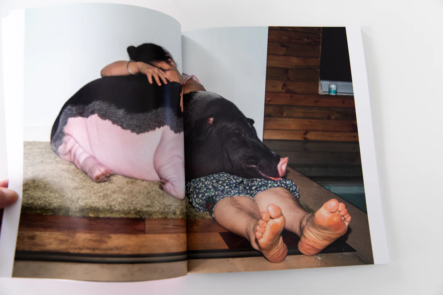 PIG - Image 6