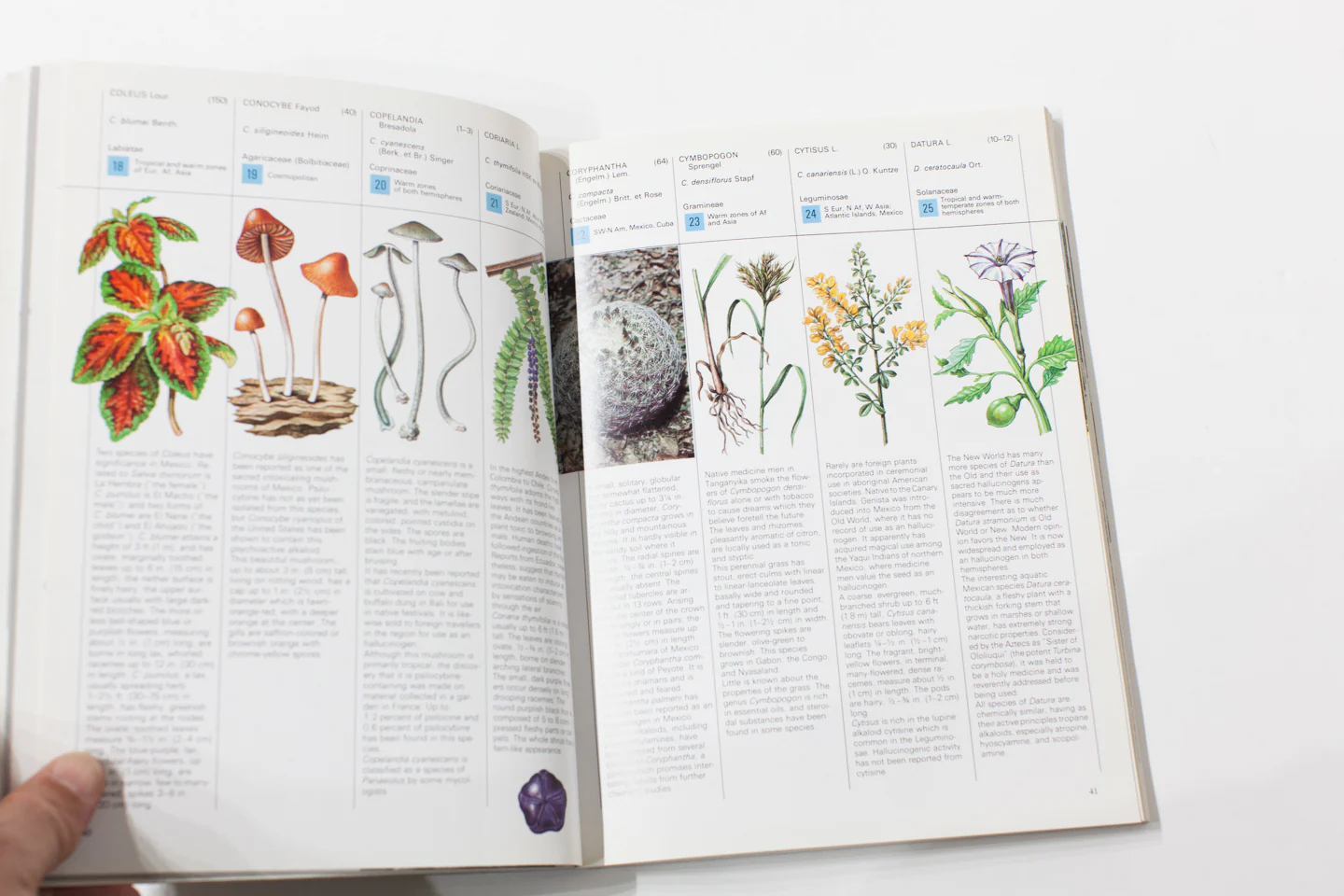 PLANTS OF THE GODS - Image 7
