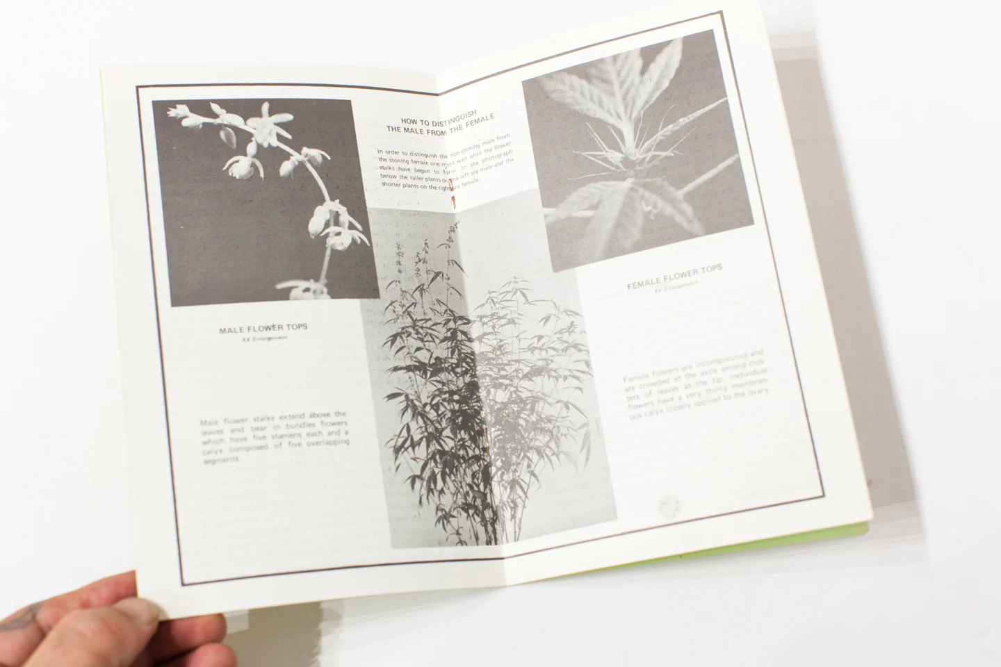 THE COMPLETE CANNABIS CULTIVATOR | Everything You Need To Know About Growing Pot - Image 4