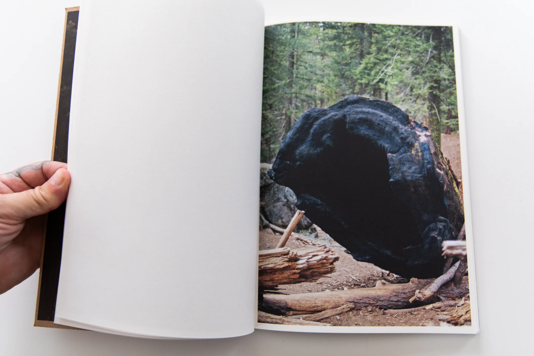 THE DARK WOOD - Image 5